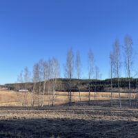 Peltomaisema syksyllä. Taustalla metsä. Pellolla muutama lehdetön puu.